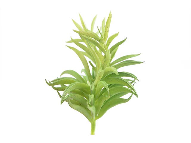 piantina succulenta 15cm a20344