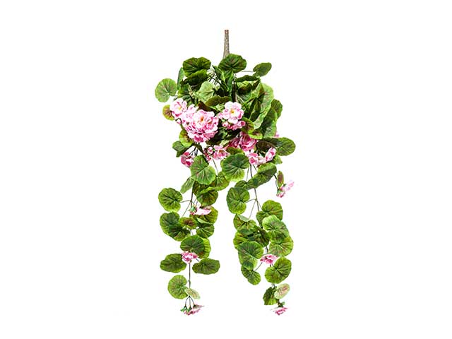 geranio cadente rosa a21315