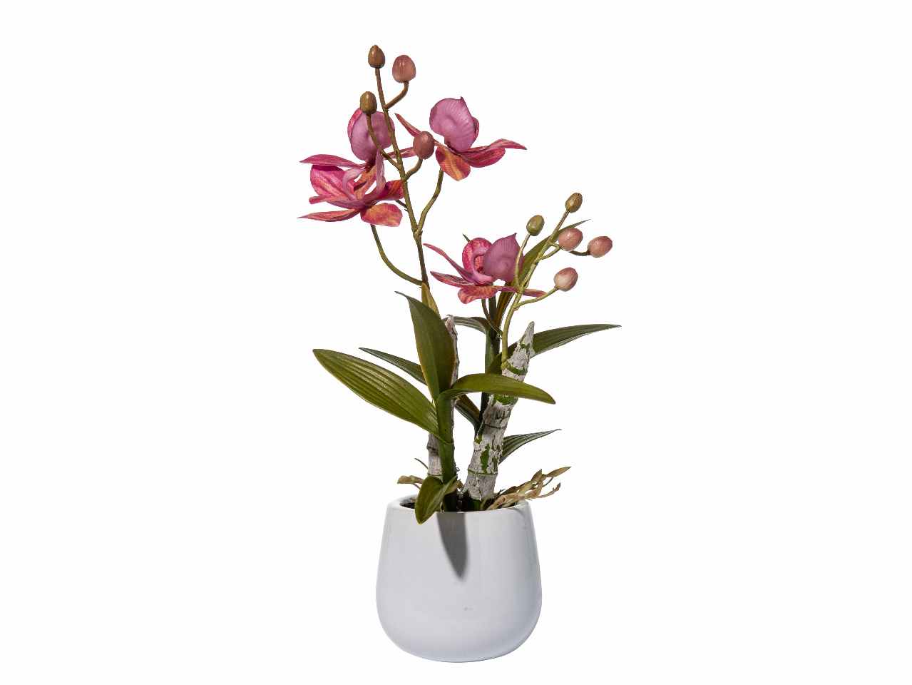 Pianta orchidea a21283