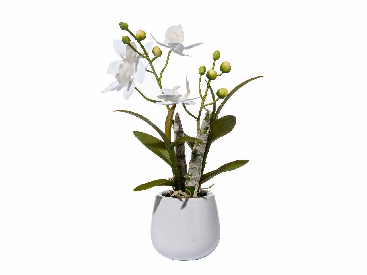 Pianta orchidea bianca a21283