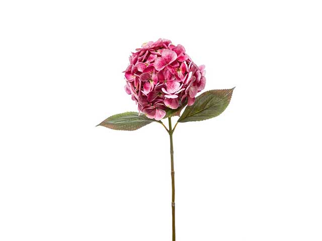 ortensia singola 66cm beauty a21754