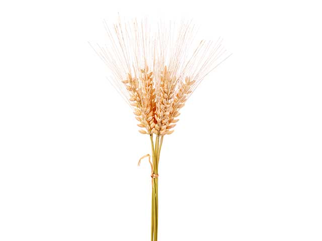 Mazzo spighe di grano beige a24044