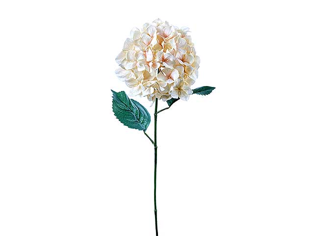 ortensia crema a4272