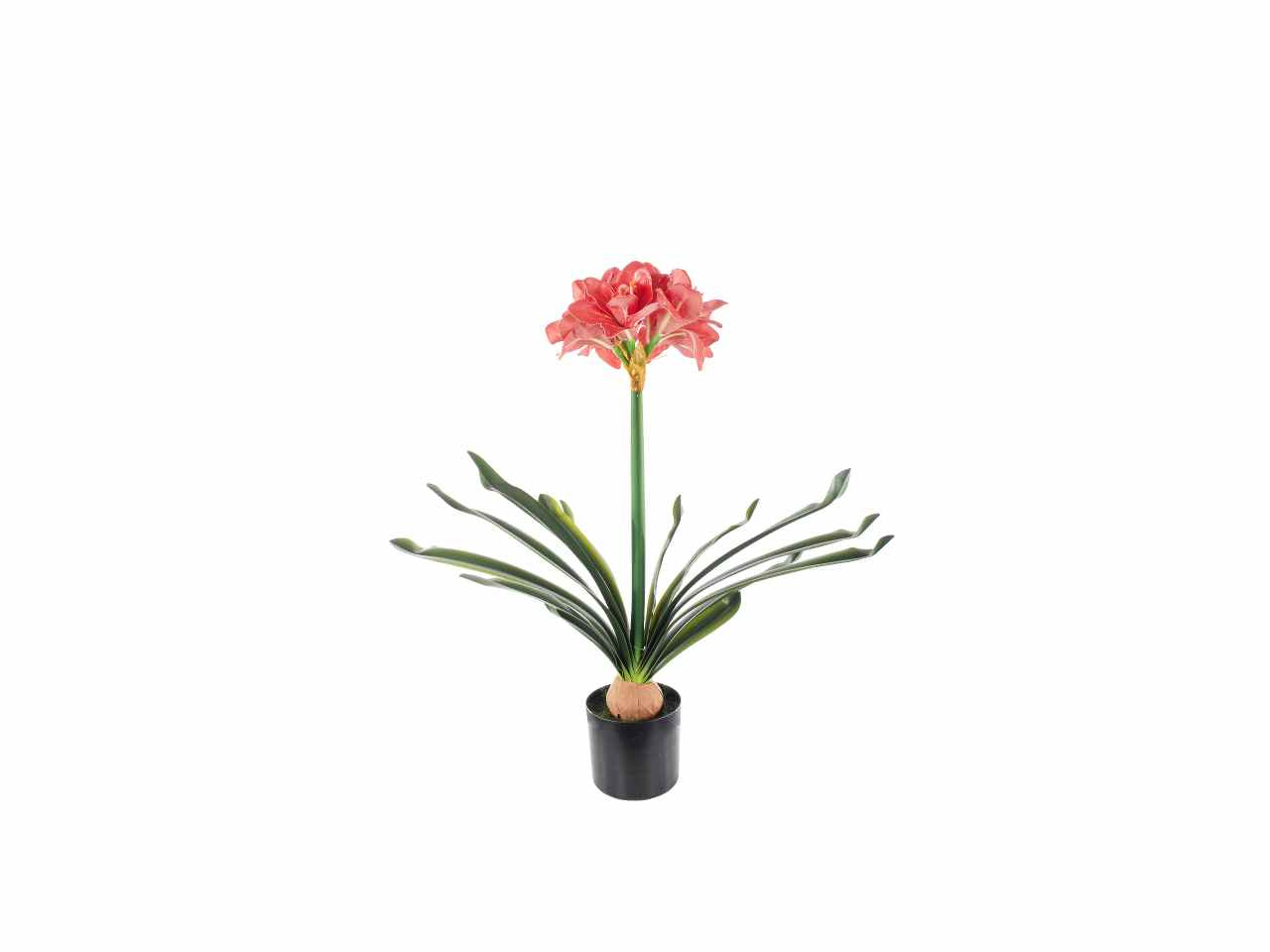 pianta amaryllis 67cm mauve a26304
