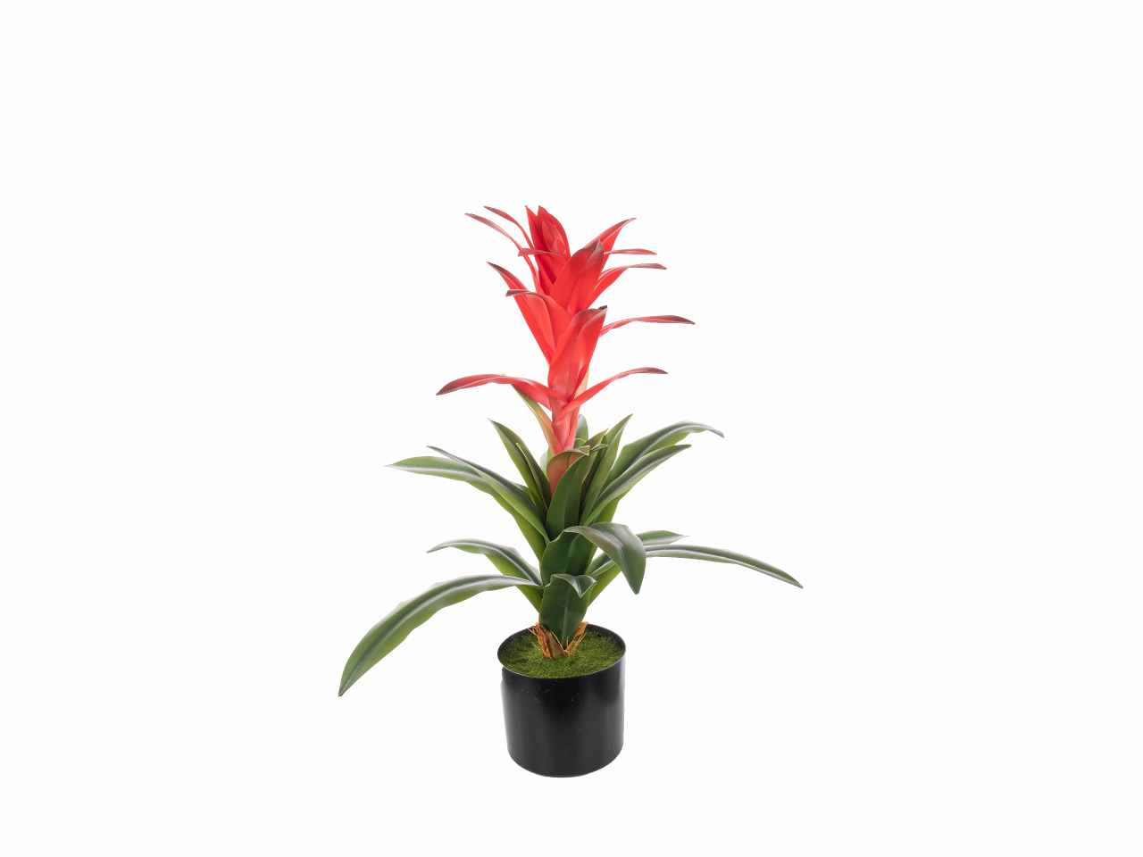 Guzmania in vaso 60cm a26346