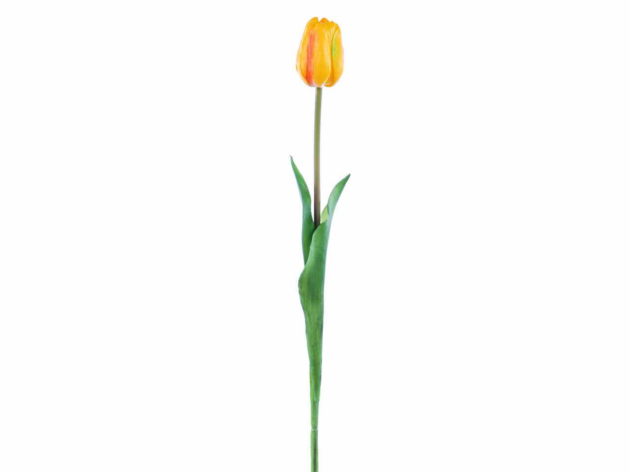 Tulipano giallo a27229