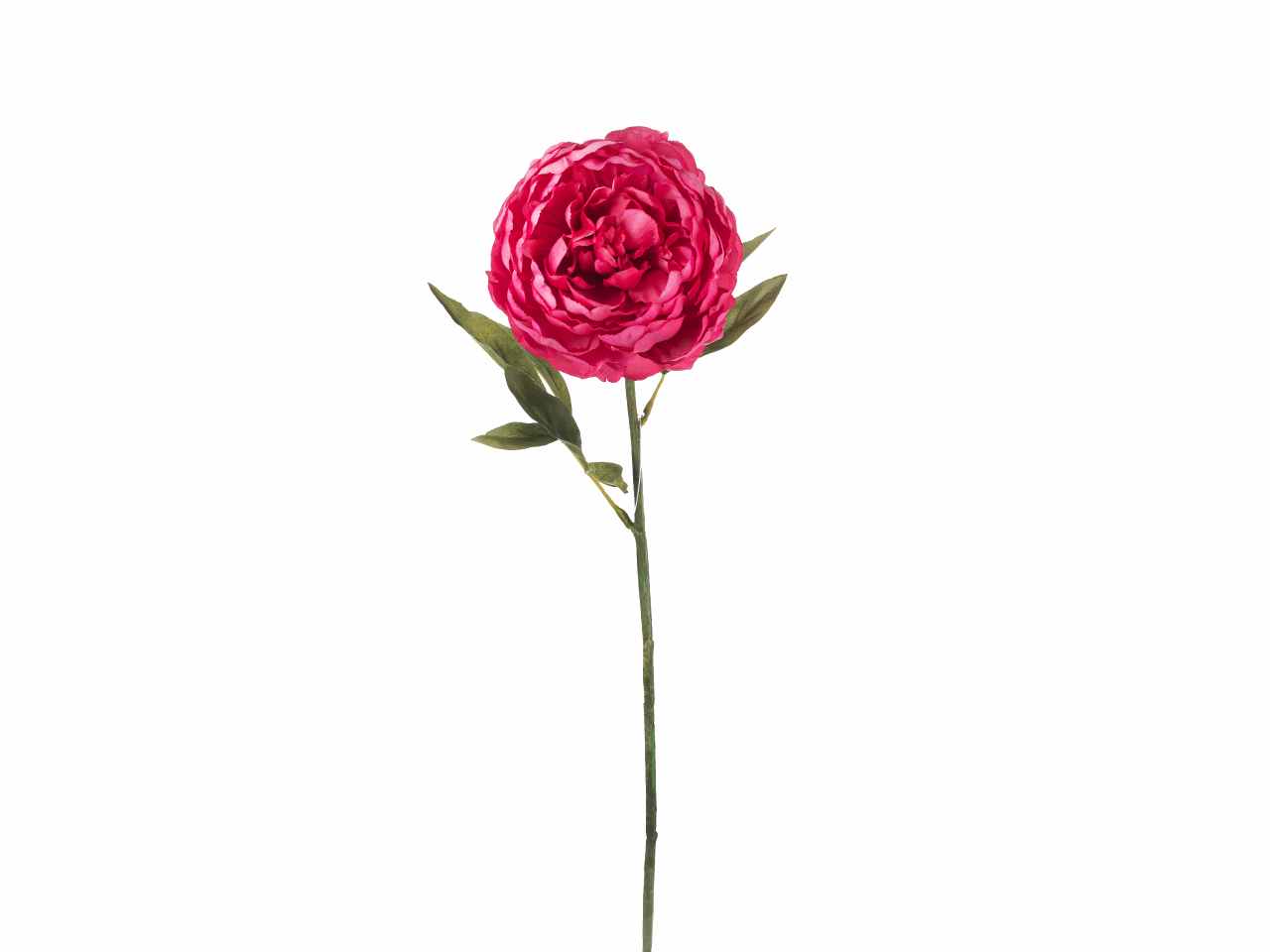Peonia singola 64cm fucsia a26499