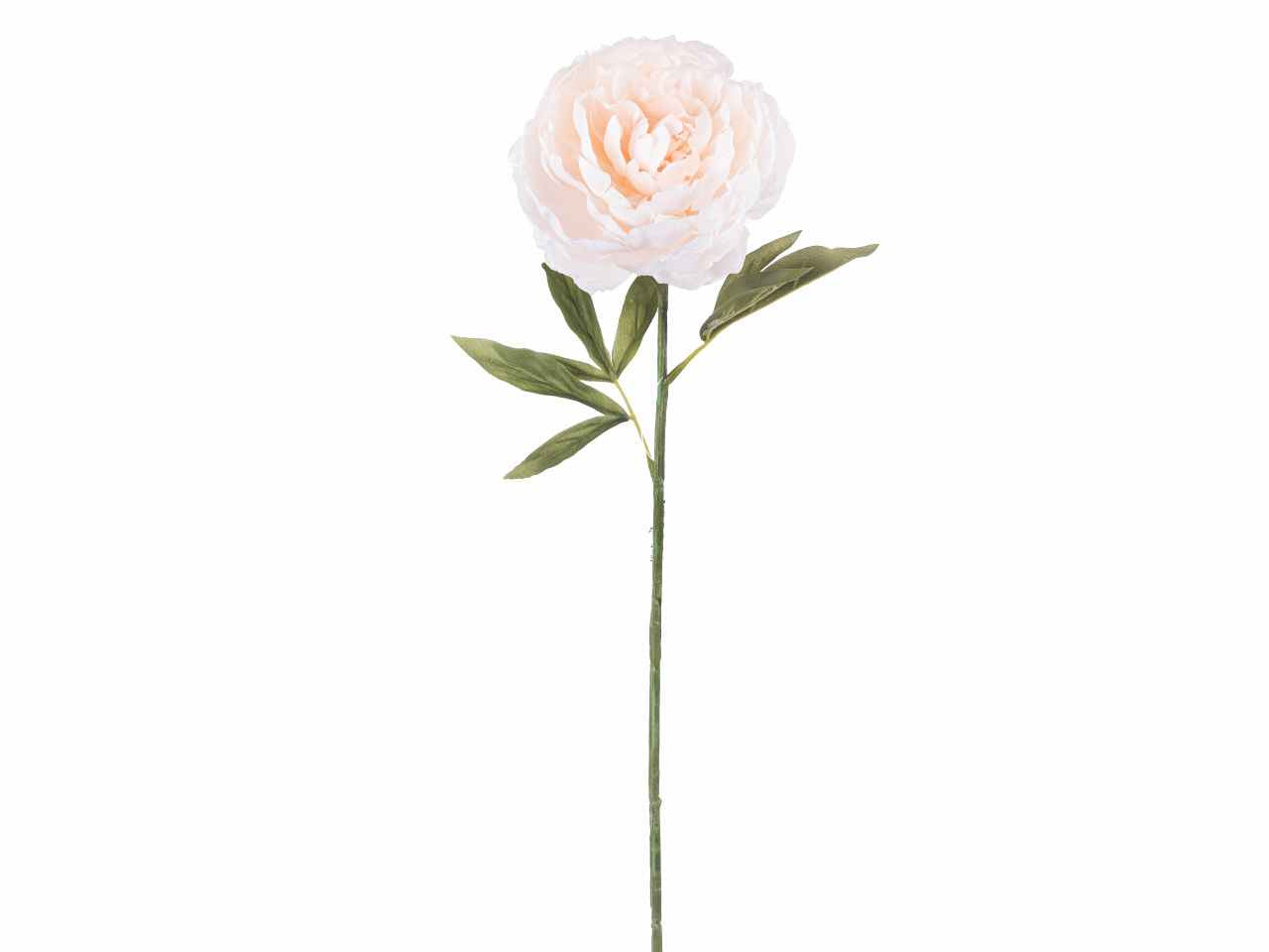 Peonia singola 64cm pesca a26499