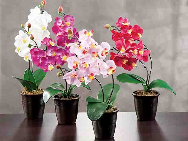 vaso orchidea 9,5x39 24613