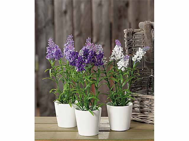 Pianta lavanda con vaso 8x25 33574