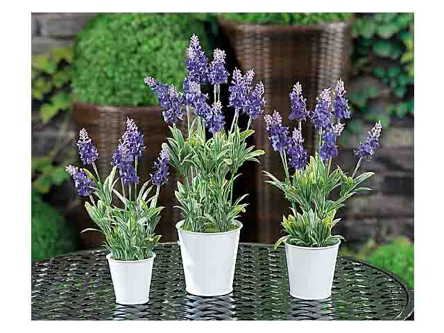 Pianta lavanda con vaso d9cm 36487