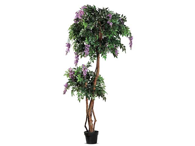 Pianta glicine viola 80x185cm 57722