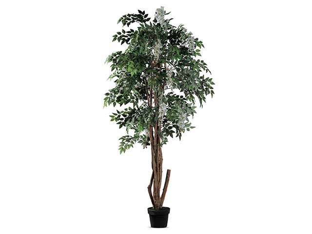 Pianta glicine 80x180cm 57723