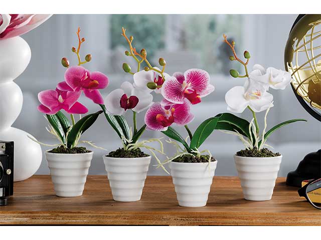 vaso con orchidea 2f 6,5x23cm 59000