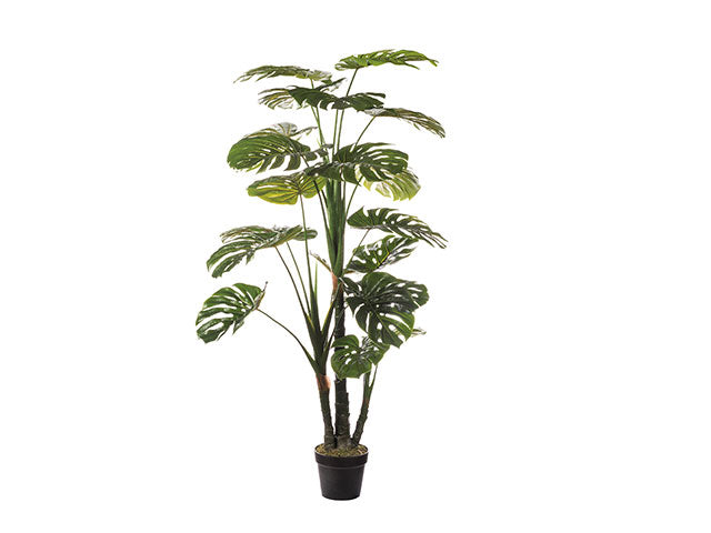 Pianta monstera 20xh150cm 63503