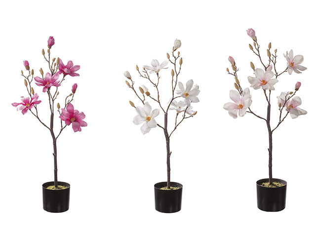pianta magnolia con vaso 15xh90cm 63693