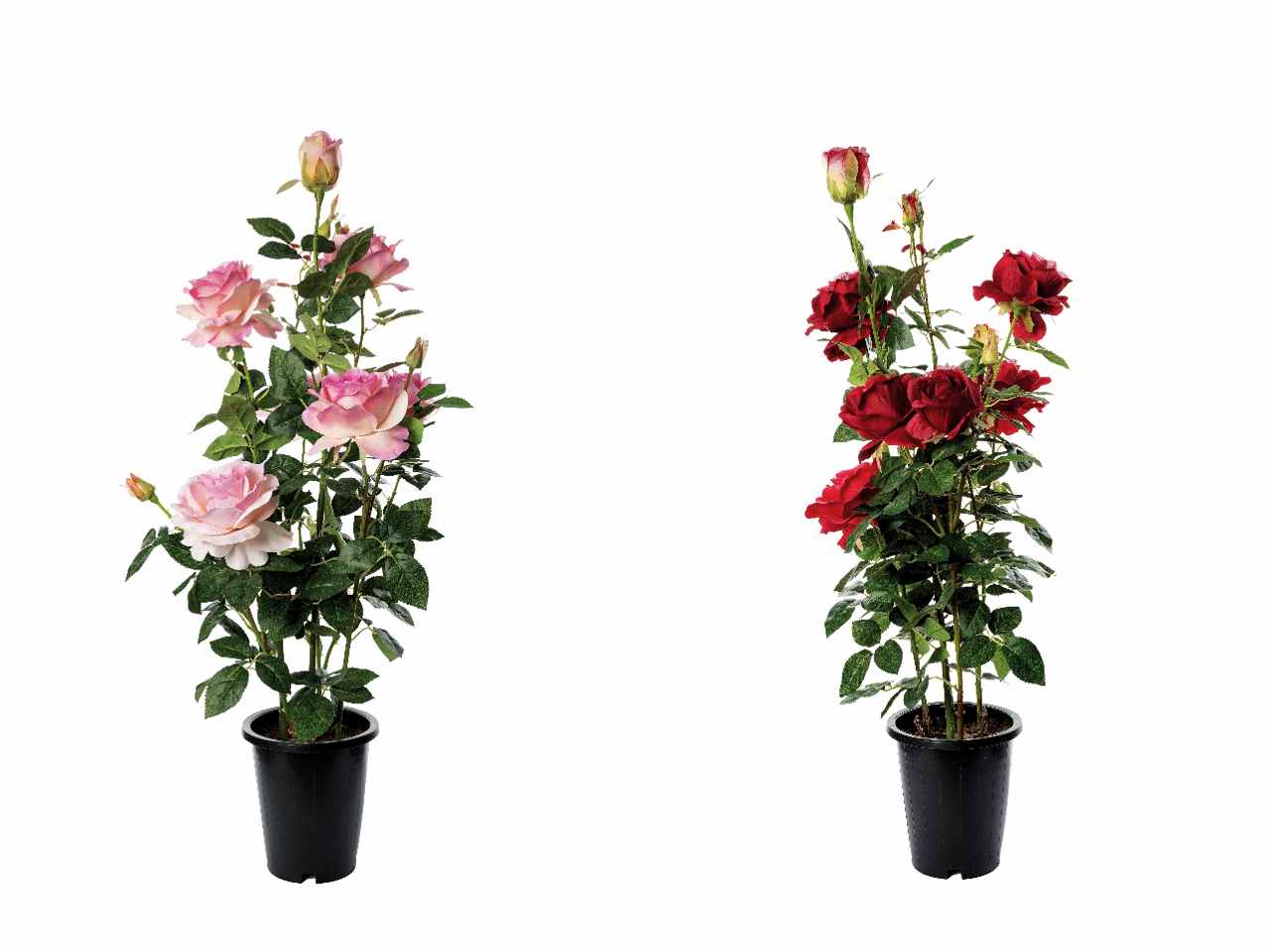Vaso c/rose 20xh102cm 70314