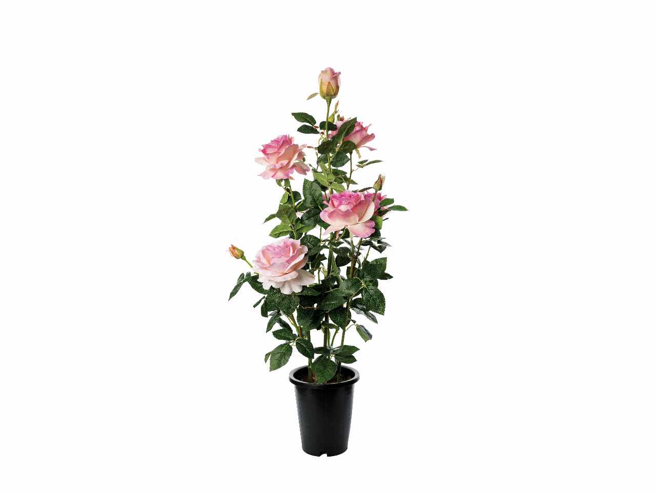 Vaso c/rose 20xh102cm 70314