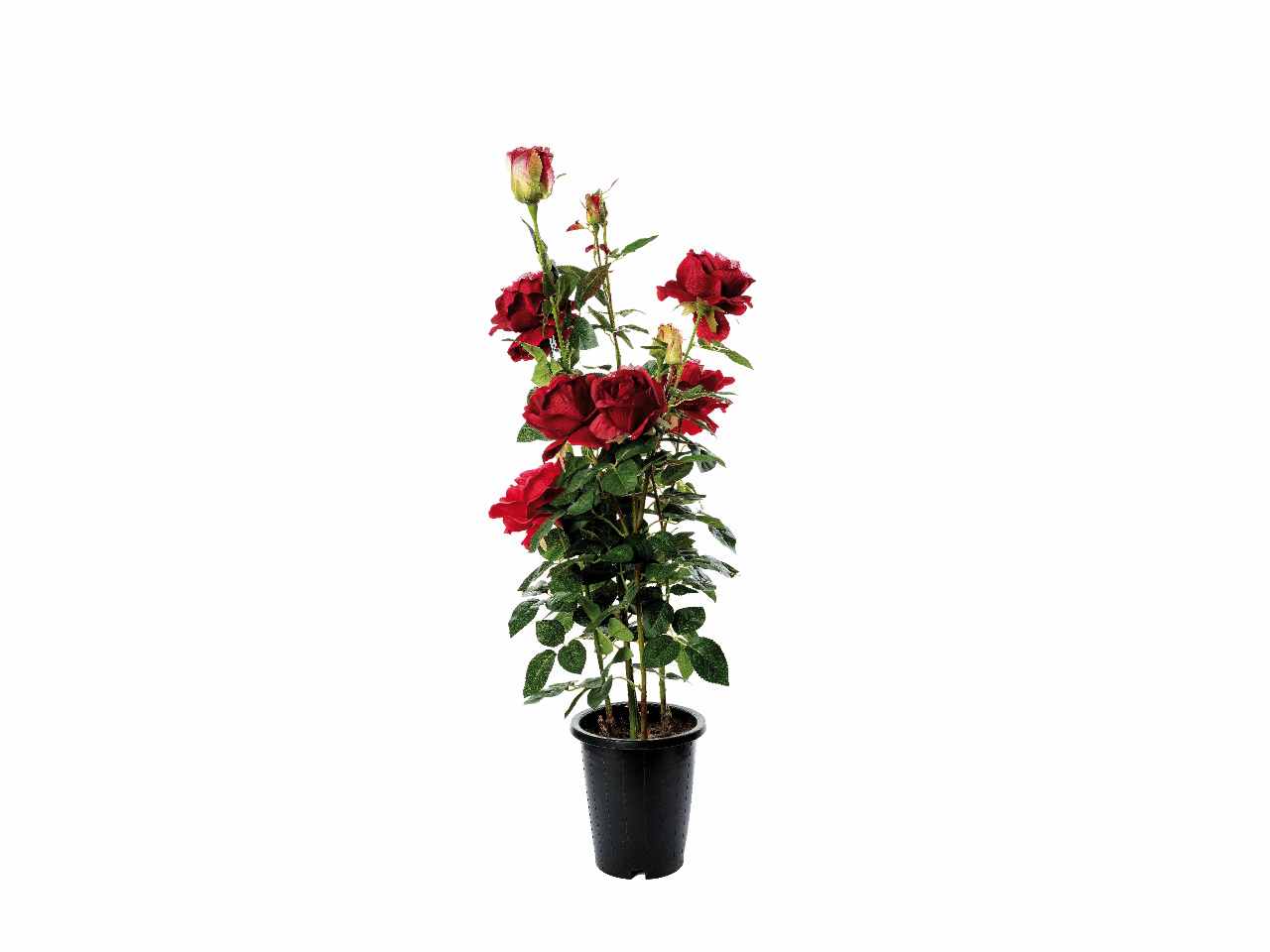 Vaso c/rose 20xh102cm 70314