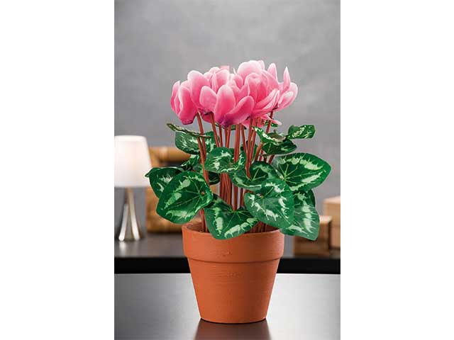 Vaso con ciclamino d30xh39 92965