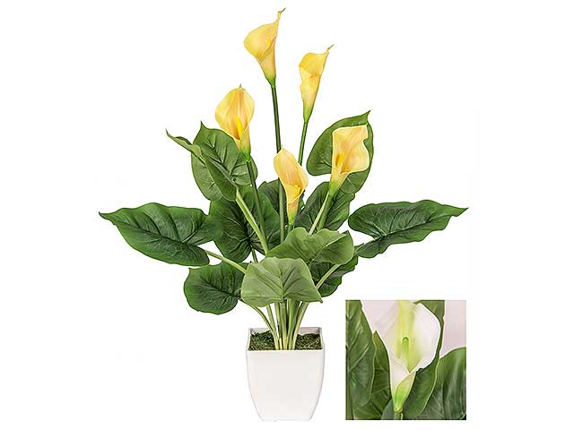 Pianta calla chi 30276