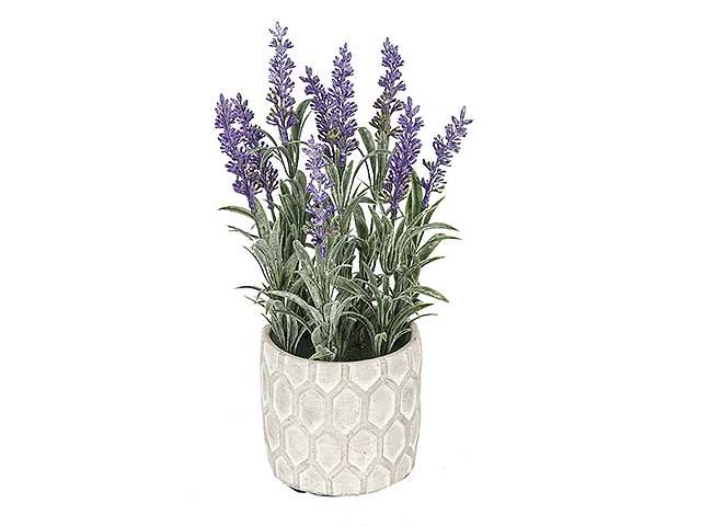 Pianta lavanda con vaso cemento nic 43904