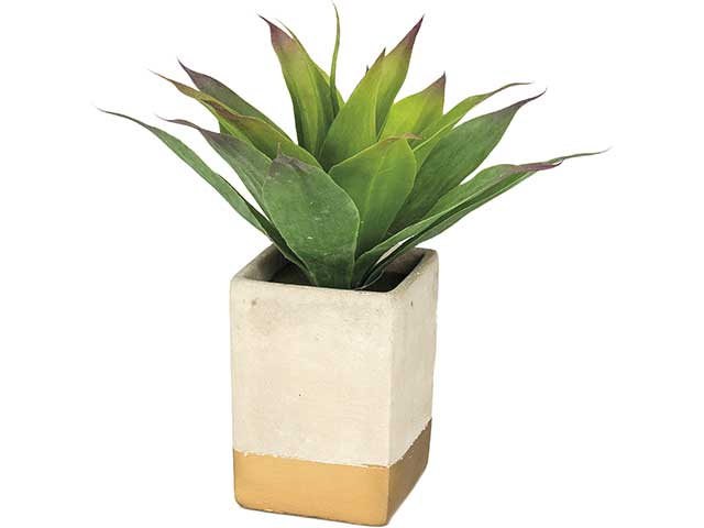 Piantina aloe nic 44189
