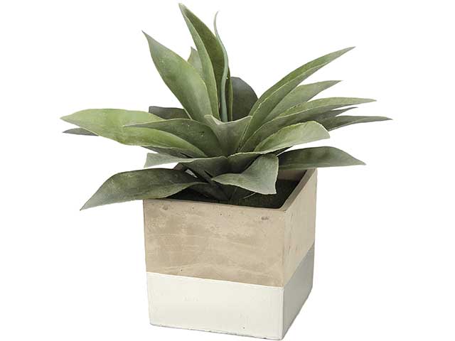 Piantina aloe nic 44195