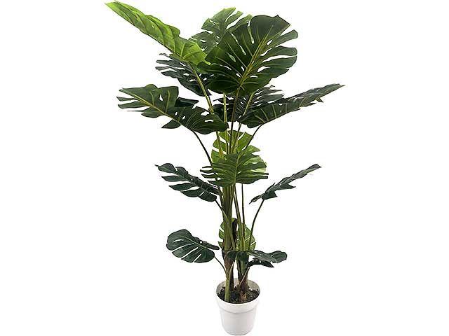 Pianta monstera big 110x150cm chi56348