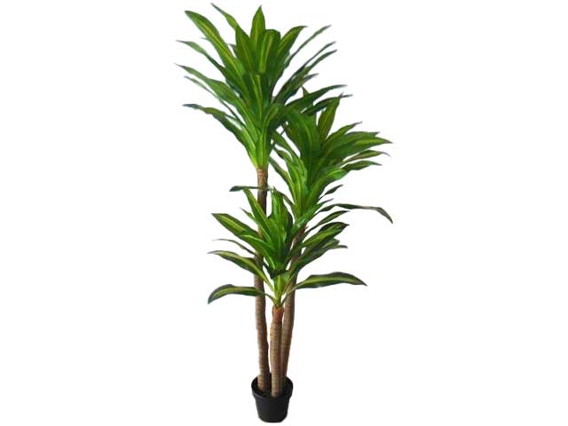 Dracena pianta h.135cm con 81 foglie 2pv258