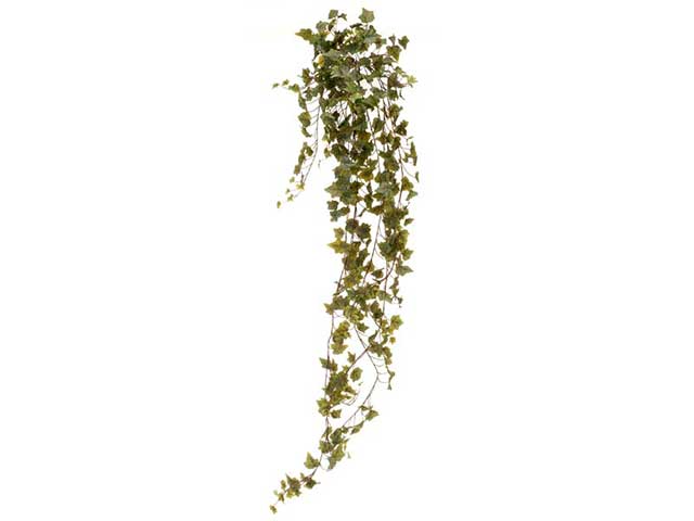 Edera cadente x423foglie 180cm 2pbv598