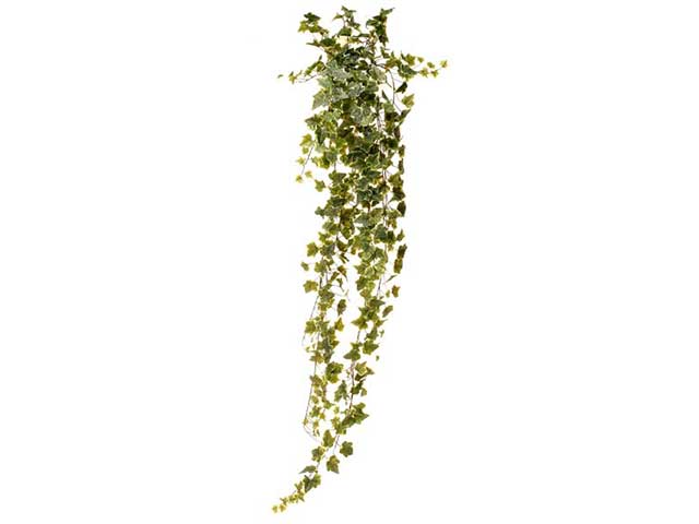 Edera cadente x423foglie 180cm 2pbv598