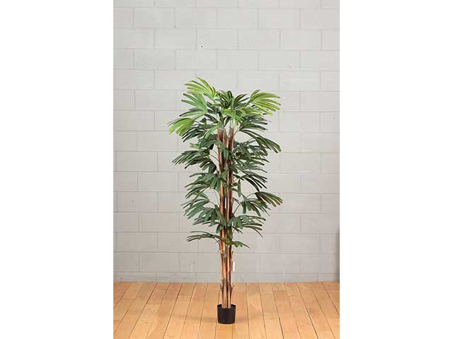 Pianta palmetto con vaso 150cm 1502pio25
