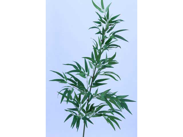 bamboo 140cm verde 2pc496
