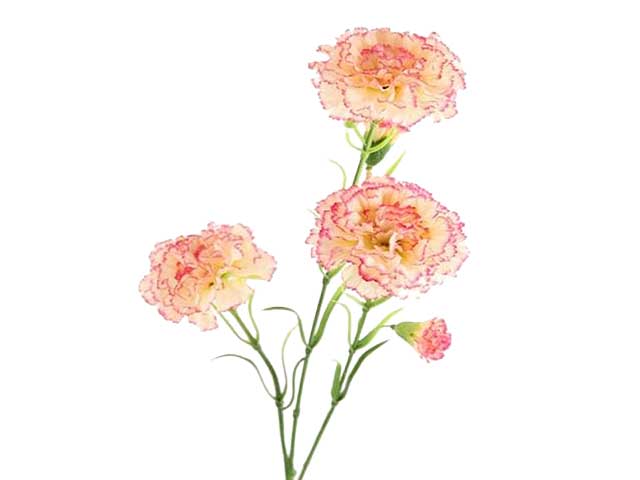 Garofalo 68cm rosa 2fv868
