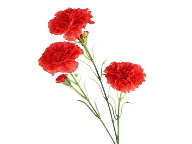 Garofalo 68cm rosso 2fv868
