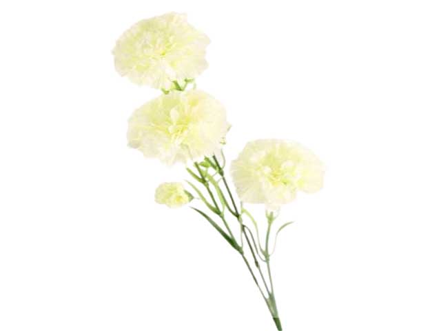 Garofalo 68cm bianco 2fv868