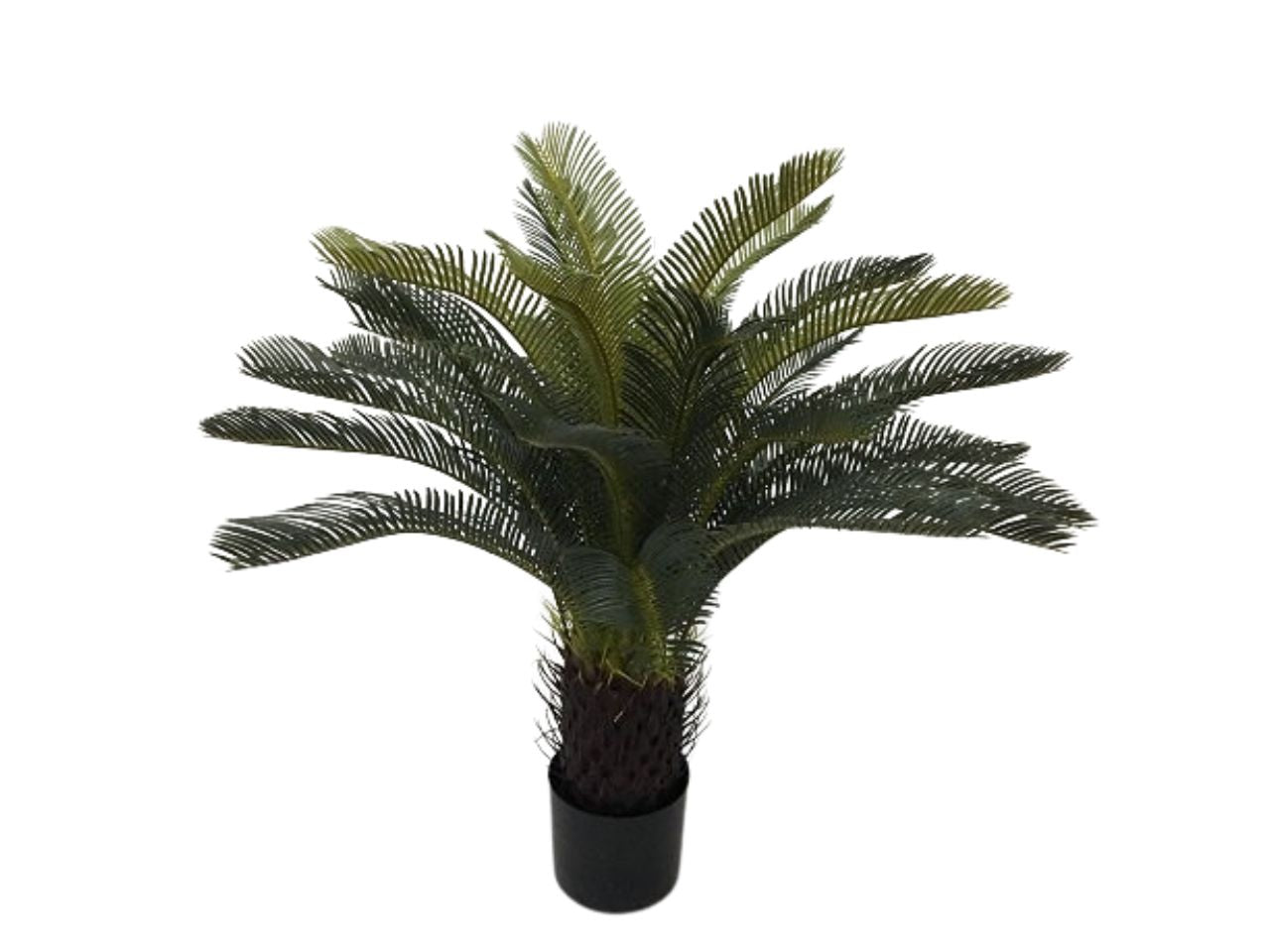 Pianta cycas 70cm con 30 foglie