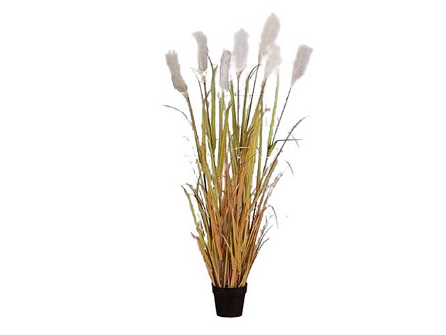 Pianta pampas 9x16cn giallo 2pio446