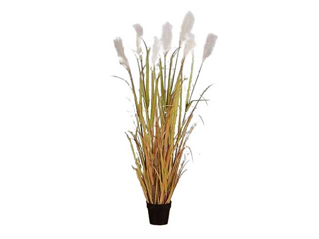 pianta pampas 7x137cm gialla 2pio445