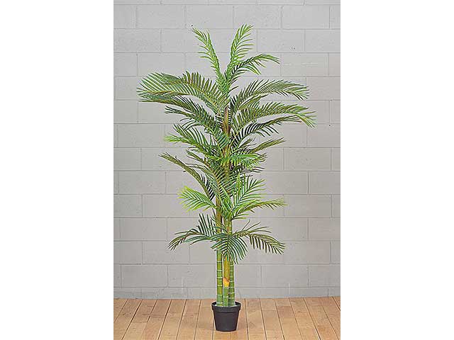 Pianta palma 212cm 2pv1364
