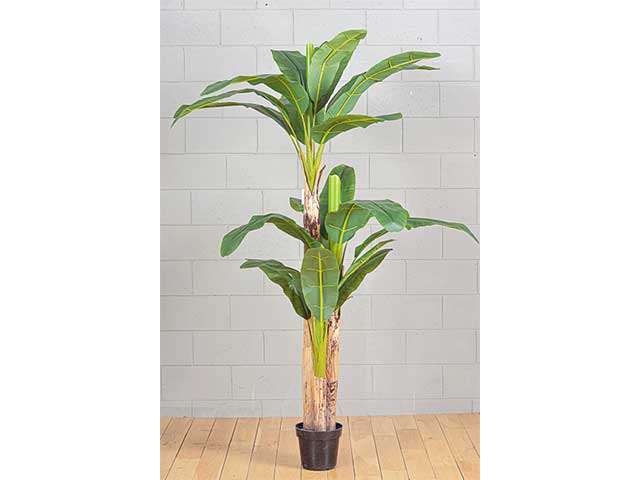 Pianta banano 240cm 2pv1656