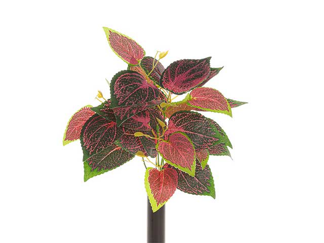 Mazzo coleus x5 30x35cm 2pv1481
