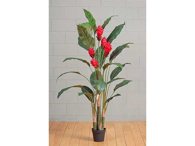 Pianta protea con vaso 150cmrosso 2pv1617