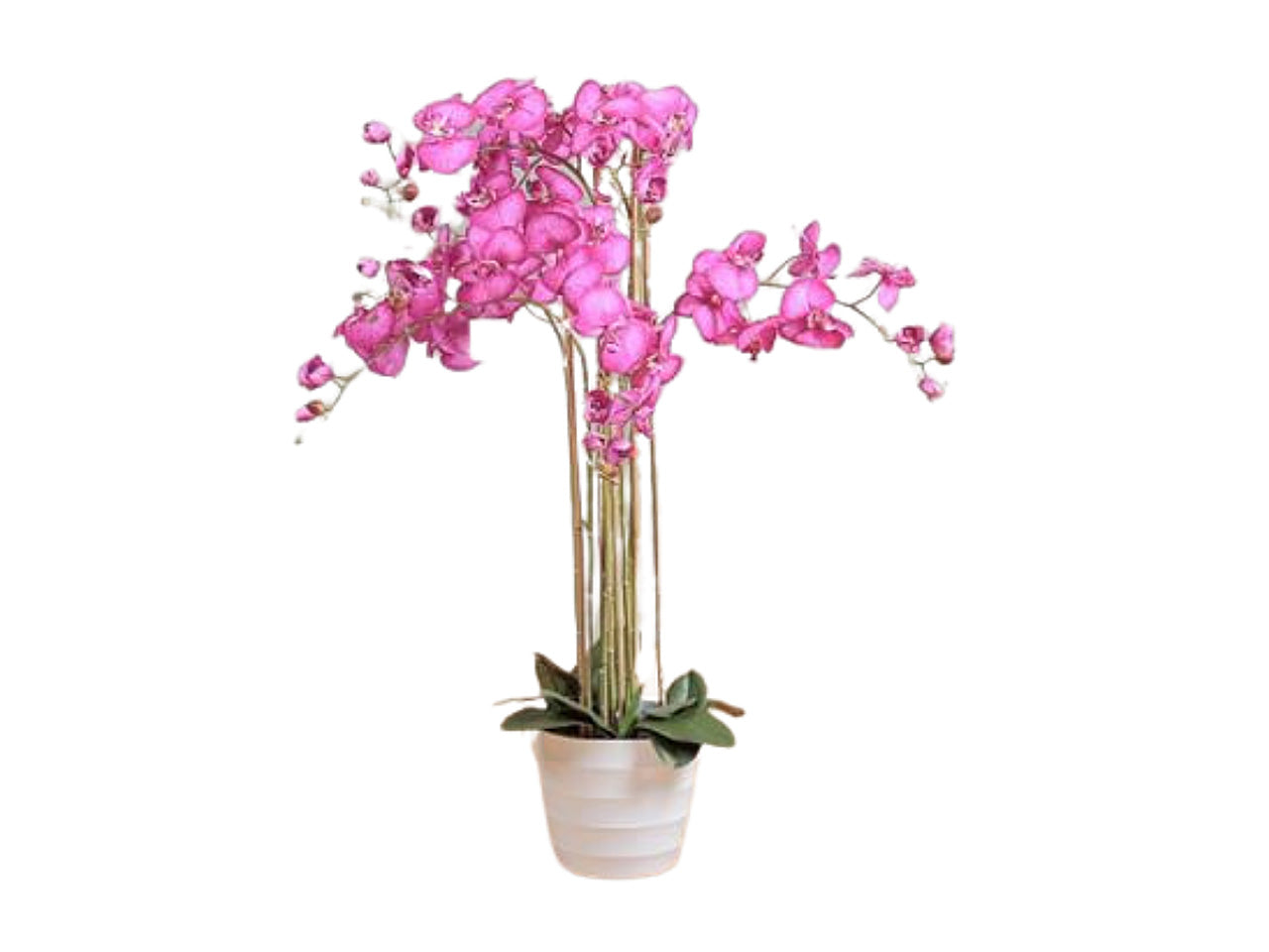 Orchidea x8 118cmin vaso beauty 2fio484