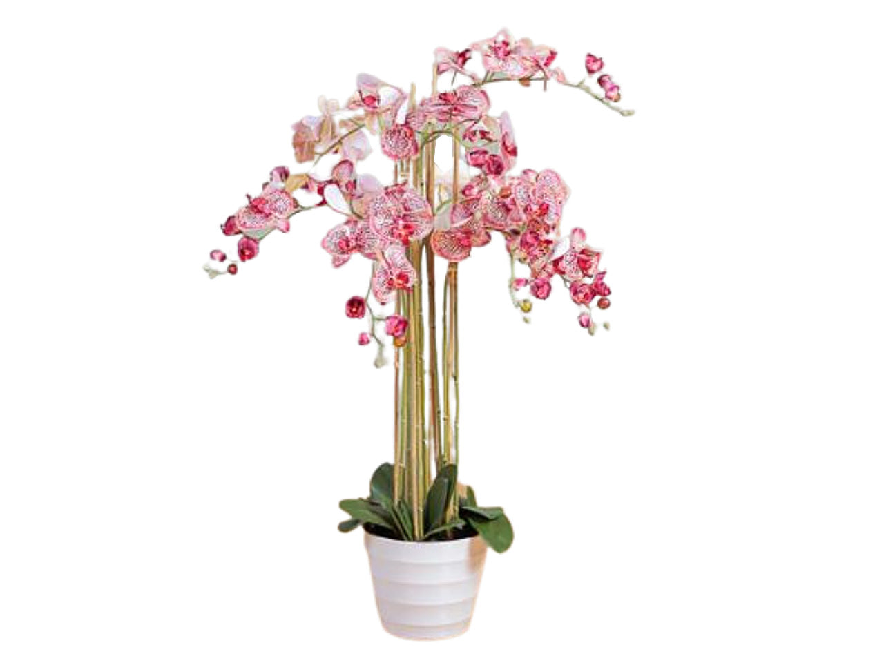 Orchidea x8 118cm in vaso burgundy 2fio484