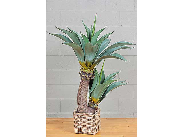 Pianta agave x2 140cm 2pio468