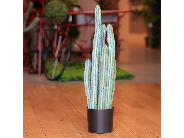Cactus 95cm in vaso 2pio510