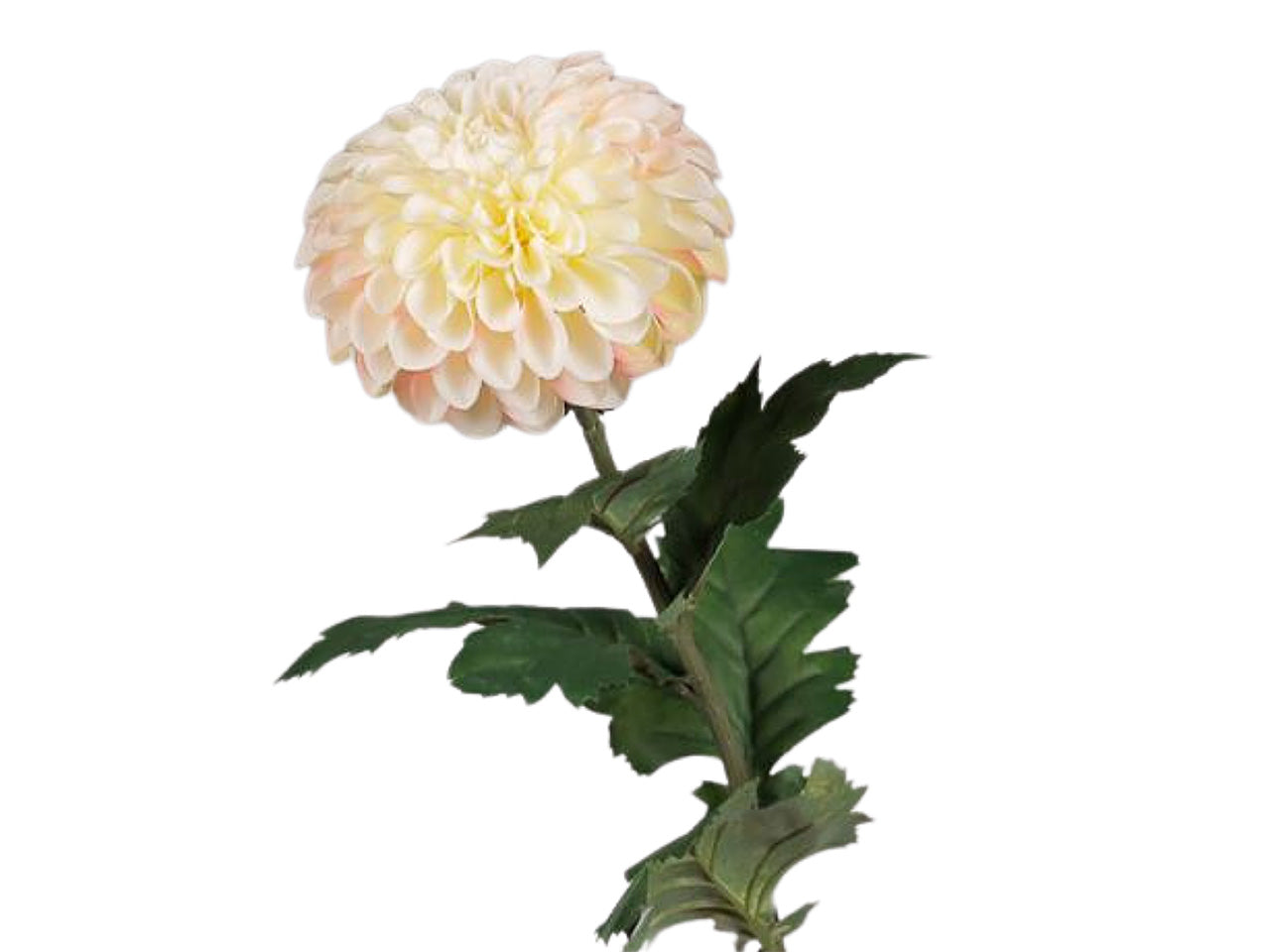 dalia 74cm pesca 2fv1763