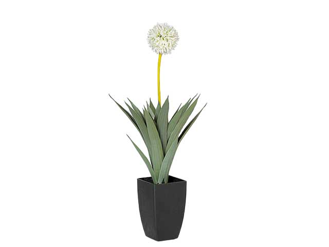Pianta allium 64cm crema 2pna6